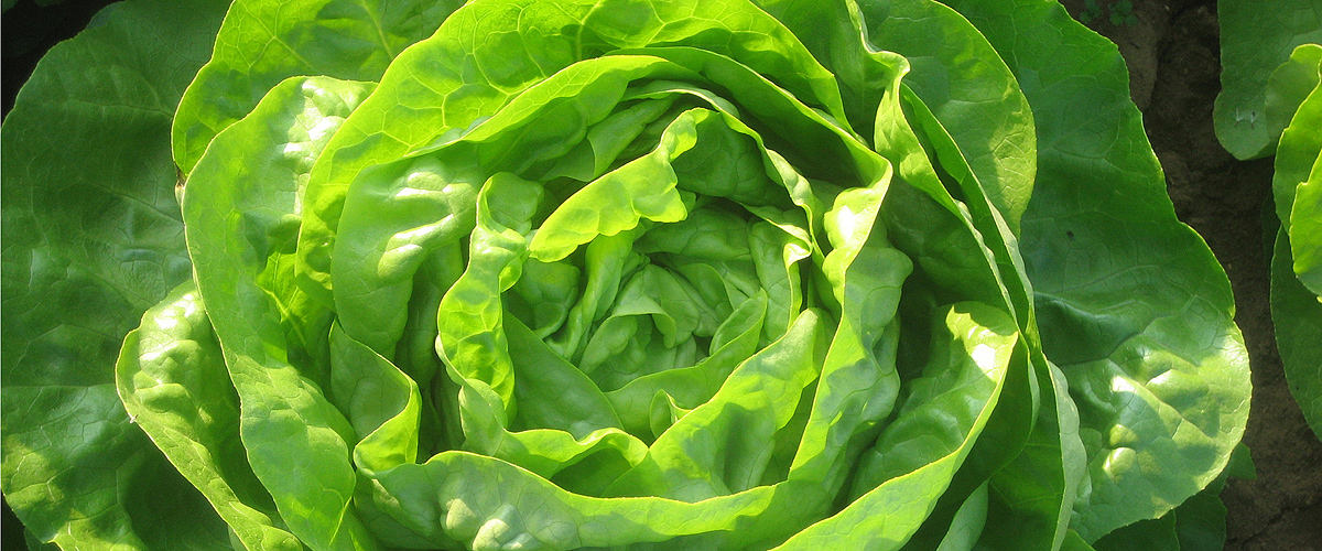 Salat vom Bruckenackerhof in Filderstadt