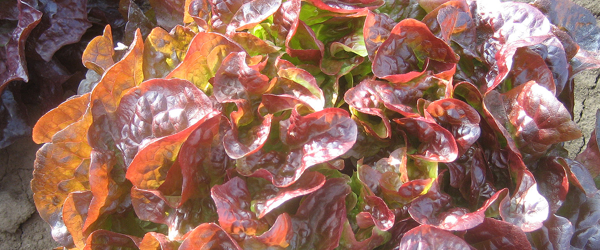 Salat vom Bruckenackerhof in Filderstadt